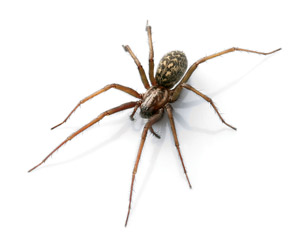 Nontoxic Pest Control Image
